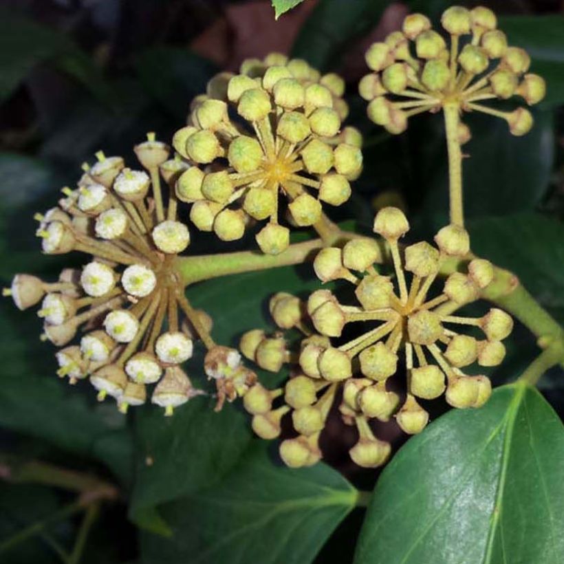 Hedera colchica - Kaukasus Efeu (Flowering)