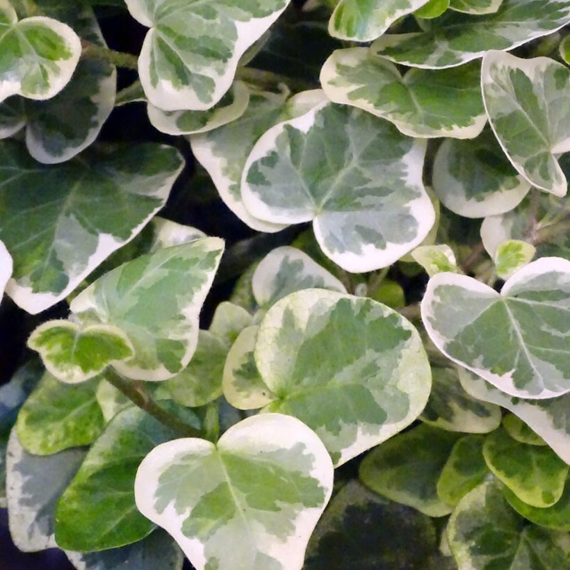 Efeu White wonder - Hedera helix (Laub)