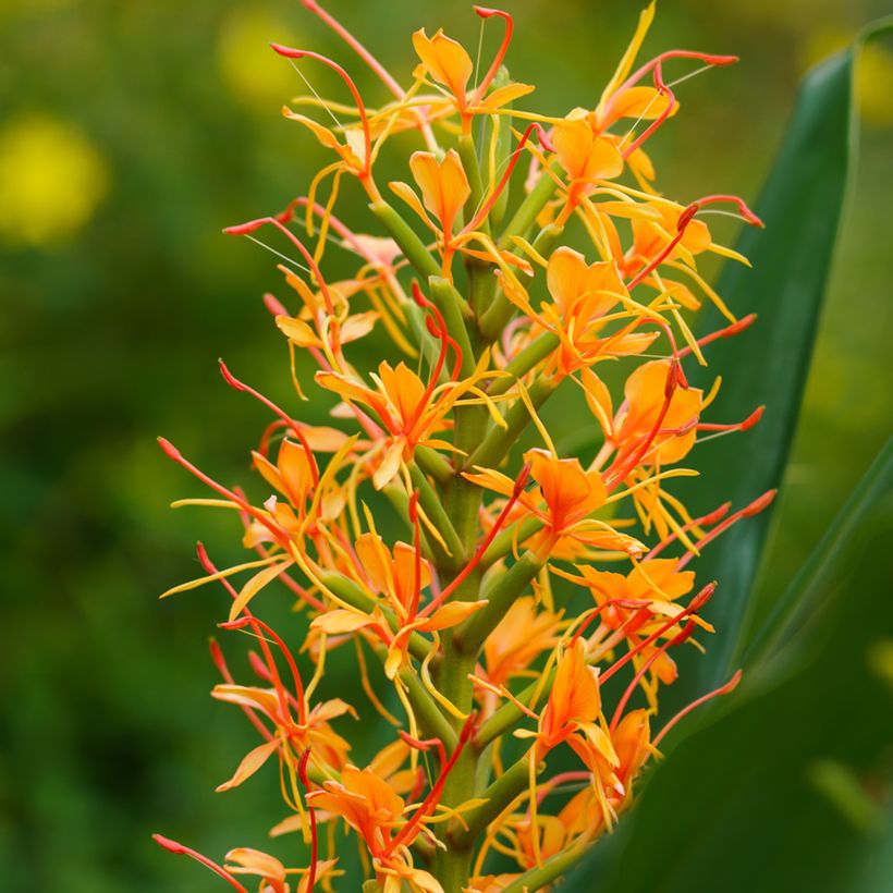 Hedychium coccineum Tara - Schmetterlingsingwer (Blüte)