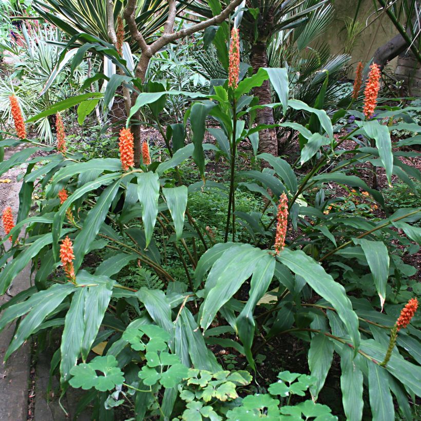 Hedychium densiflorum - Schmetterlingsingwer (Wuchs)