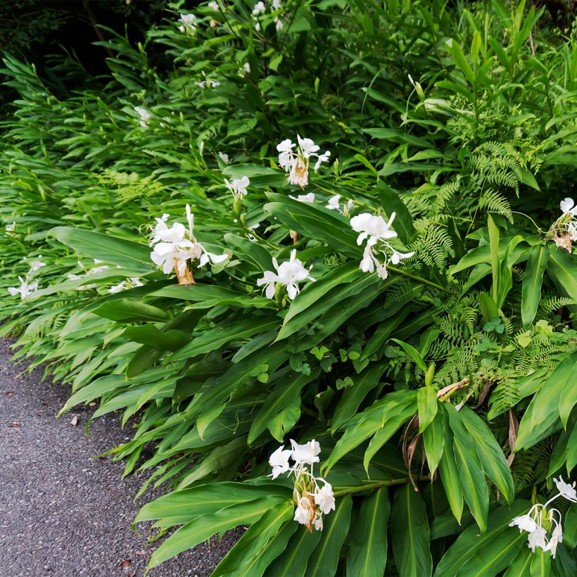Hedychium maximum - Schmetterlingsingwer (Wuchs)