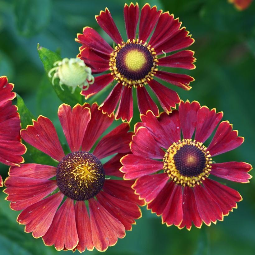 Sonnenbraut Helena Red Shades - Helenium automnale (Blüte)