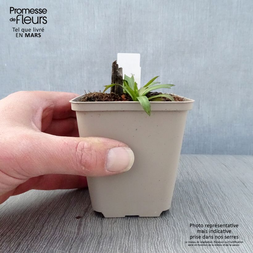 Exemplar von Sonnenbraut Baudirektor Linne - Helenium Kleine Töpfe von 8/9 cm wie im Frühjahr geliefert