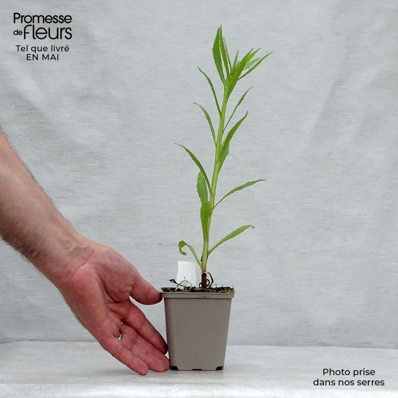 Example of Sonnenbraut Double Trouble - Helenium Kleine Töpfe von 8/9 cm as you get in printemps