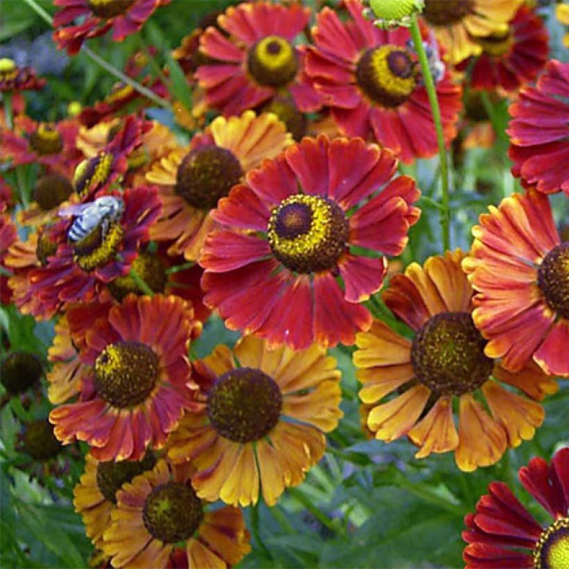 Sonnenbraut Dunkle Pracht - Helenium (Flowering)