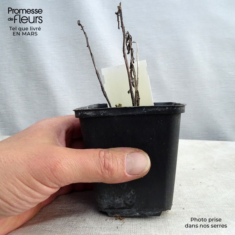 Exemplar von Sonnenbraut Fancy Fan - Helenium Kleine Töpfe von 8/9 cm wie im Frühjahr geliefert