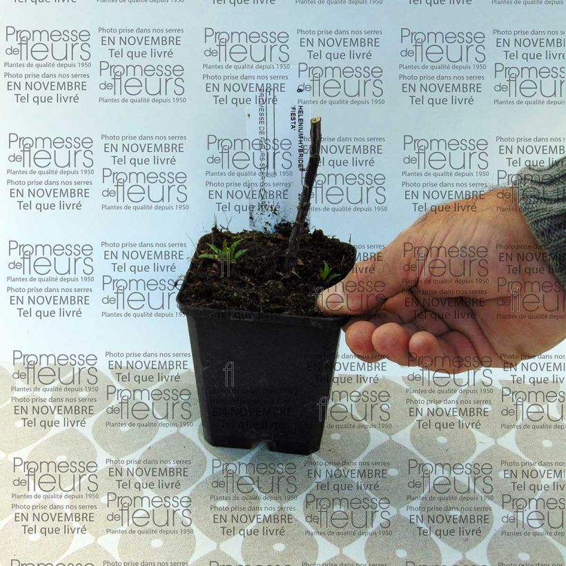 Beispiel eines Exemplars von Sonnenbraut Fiesta - Helenium Box wie geliefert