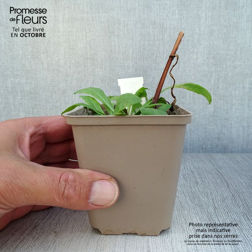 Exemplar von Sonnenbraut Kupferswerg - Helenium Kleine Töpfe von 8/9 cm wie im Herbst geliefert