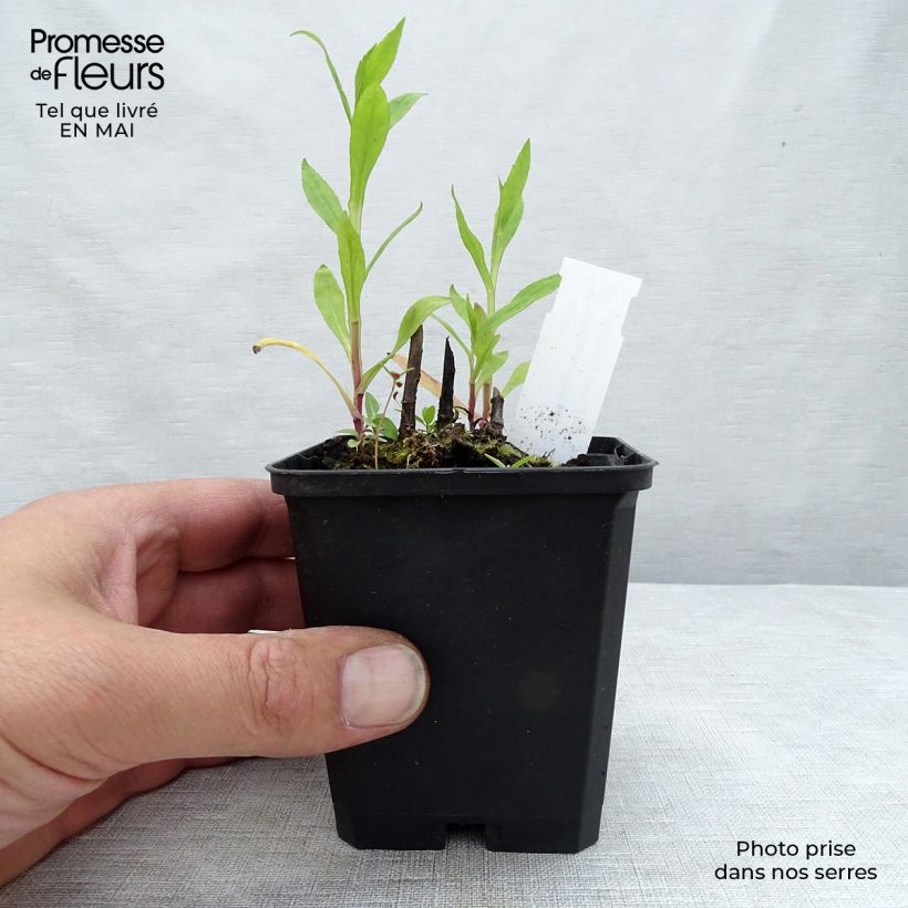 Exemplar von Sonnenbraut Potter's Wheel - Helenium Kleine Töpfe von 8/9 cm wie im Frühjahr geliefert