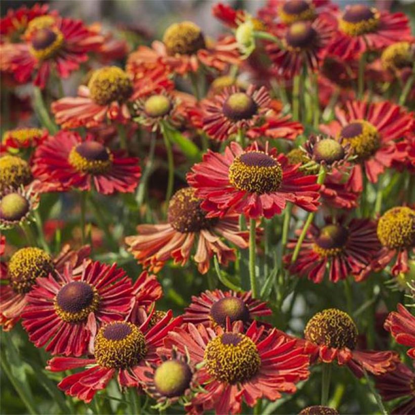 Sonnenbraut Mariachi Ranchera - Helenium automnale (Flowering)