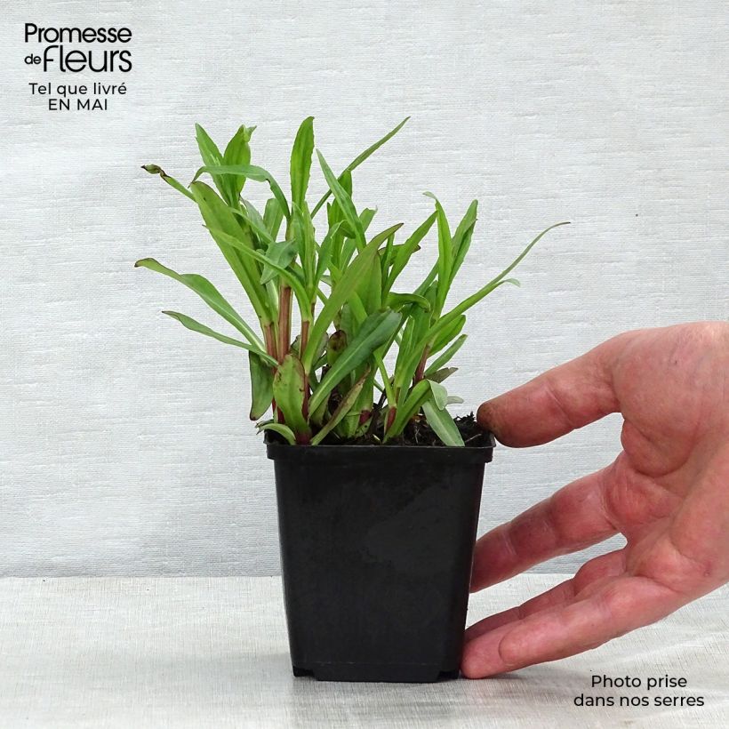 Example of Sonnenbraut Mariachi Ranchera - Helenium automnale Kleine Töpfe von 8/9 cm as you get in printemps