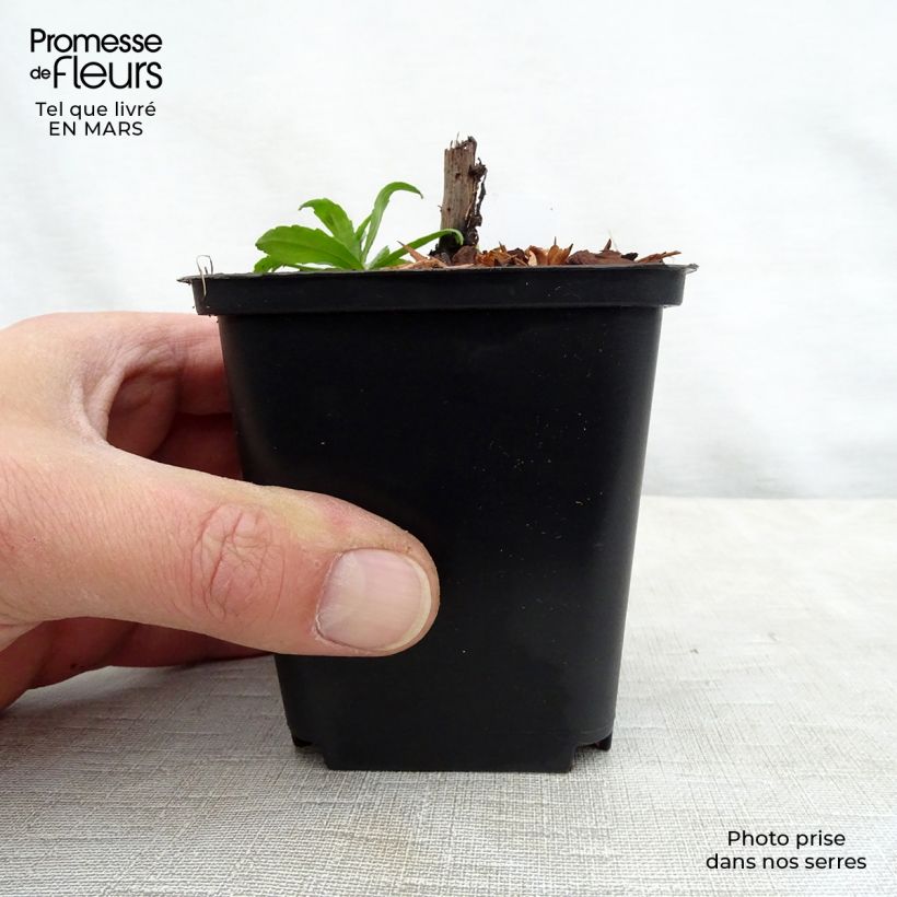 Example of Sonnenbraut Ruby Tuesday - Helenium Kleine Töpfe von 8/9 cm as you get in printemps