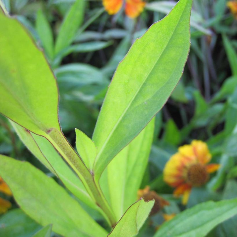 Sonnenbraut Sahin's Early Flowerer - Helenium (Foliage)