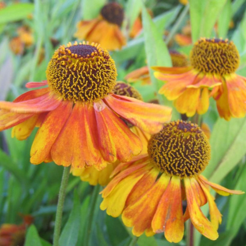 Sonnenbraut Sahin's Early Flowerer - Helenium (Flowering)