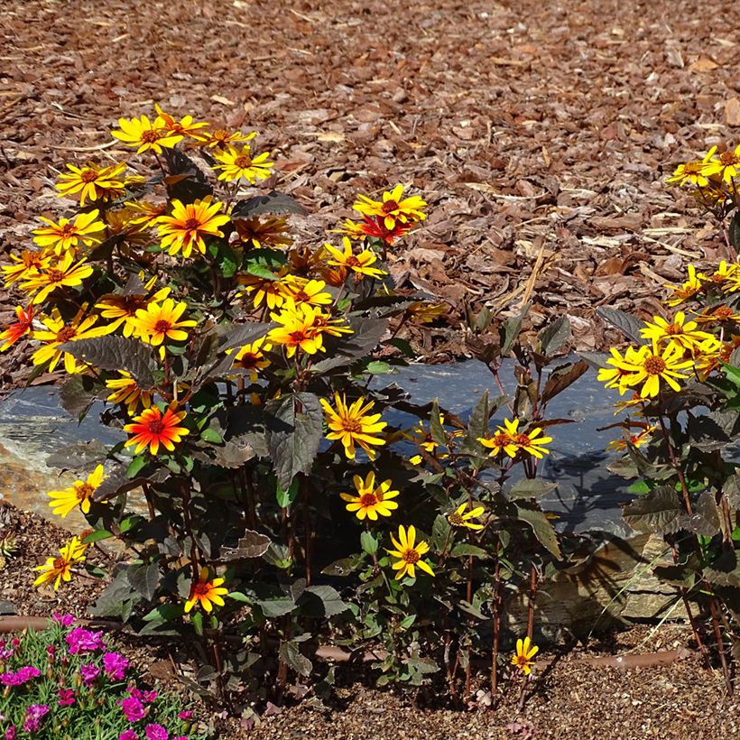 Sonnenbraut Strawberry Sundae - Helenium (Wuchs)