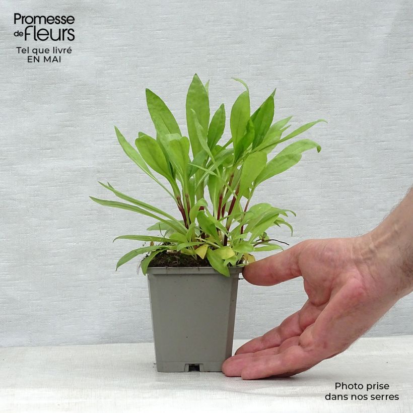 Exemplar von Sonnenbraut Pumilum Magnificum - Helenium automnale Kleine Töpfe von 8/9 cm wie im Frühjahr geliefert