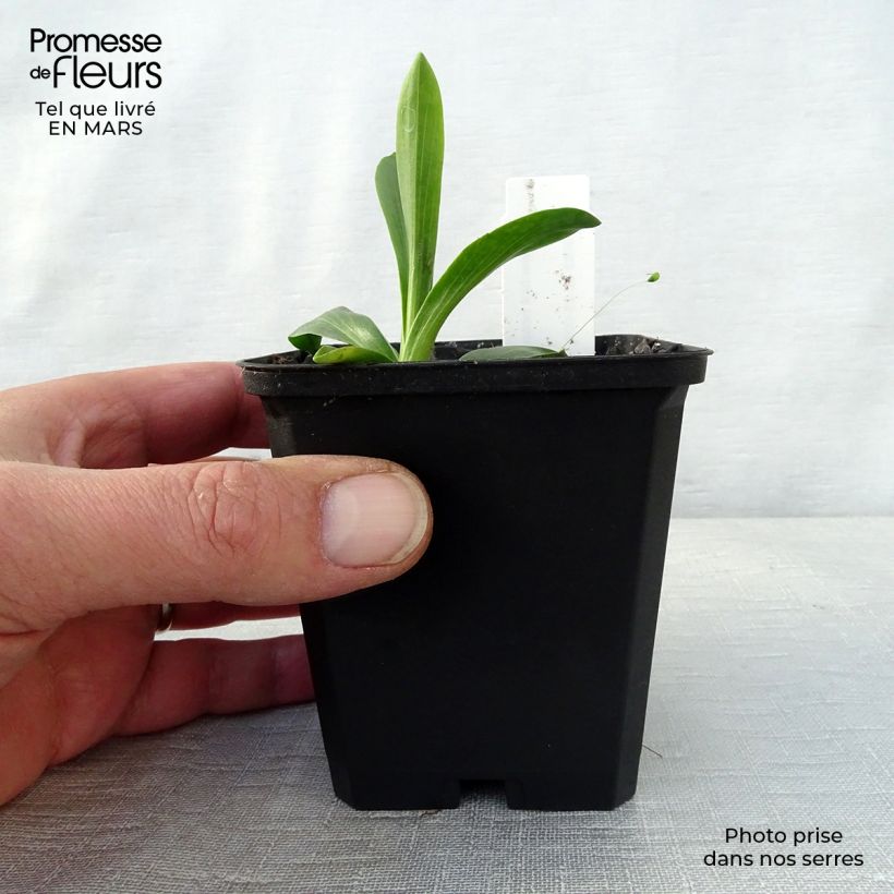 Exemplar von Hélénium hoopesii - Hoppes Sonnenbraut Kleine Töpfe von 8/9 cm wie im Frühjahr geliefert