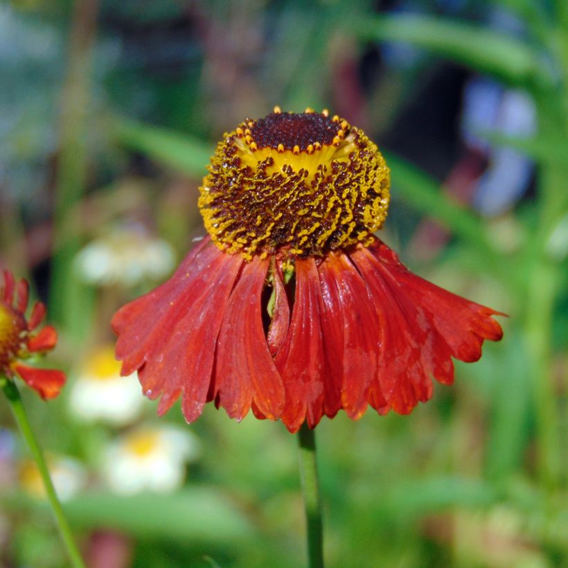 Sonnenbraut Moerheim Beauty - Helenium (Blüte)