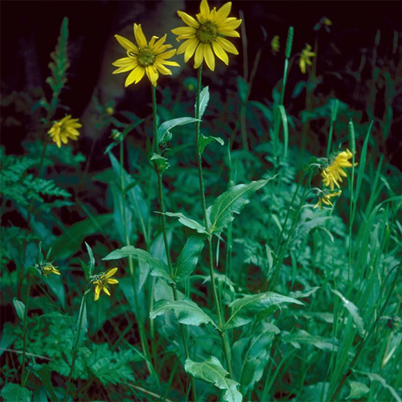 Helianthella quinquernervis - Fünfnervige Zwergsonnenblume (Wuchs)