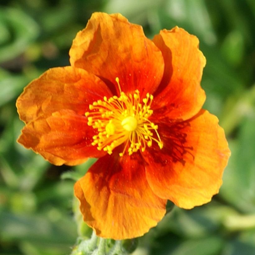 Sonnenröschen Ben Alder - Helianthemum (Flowering)