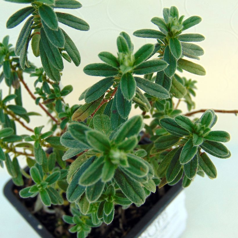 Sonnenröschen Ben Fhada - Helianthemum (Foliage)