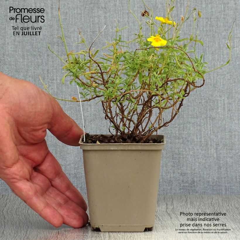 Exemplar von Sonnenröschen Ben Fhada - Helianthemum Kleine Töpfe von 7/8 cm wie im Sommer geliefert