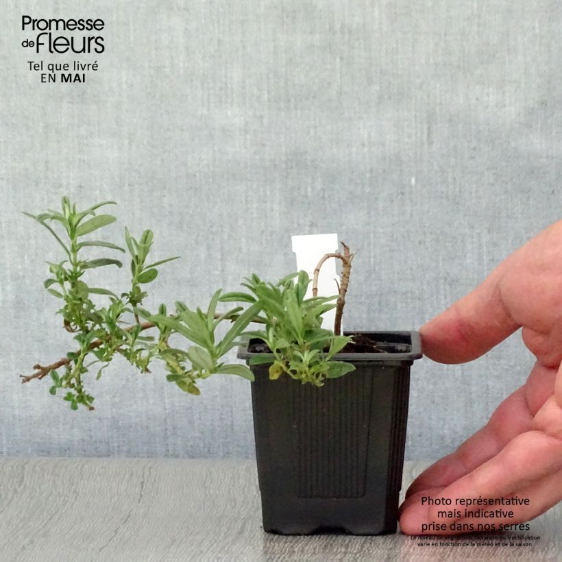 Example of Sonnenröschen Ben Fhada - Helianthemum Kleine Töpfe von 7/8 cm as you get in printemps