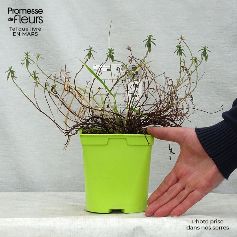 Example of Sonnenröschen Ben Fhada - Helianthemum Topf mit 2L/3L as you get in printemps