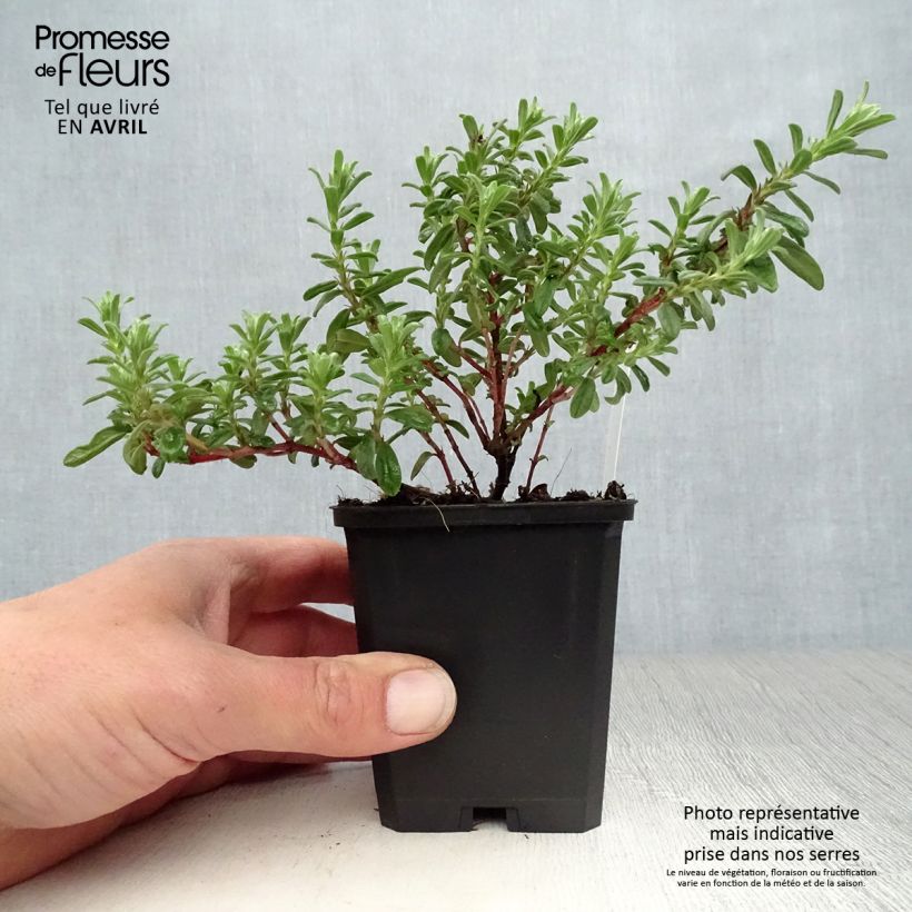 Example of Sonnenröschen Ben Hope - Helianthemum Kleine Töpfe von 8/9 cm as you get in printemps