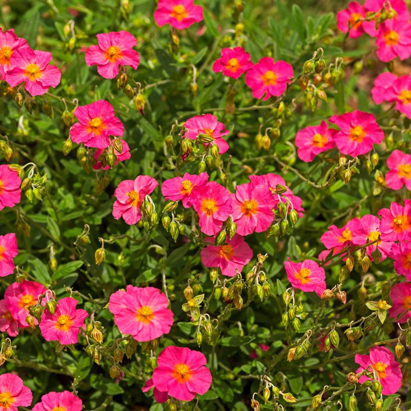 Sonnenröschen Ben Hope - Helianthemum (Plant habit)