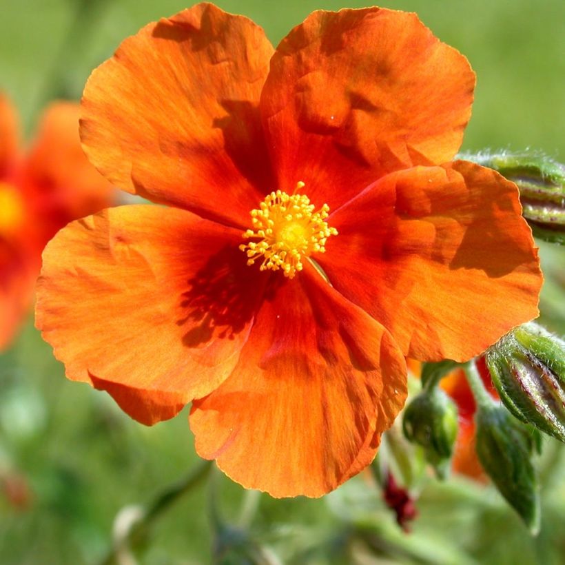 Sonnenröschen Bronzeteppich - Helianthemum (Flowering)