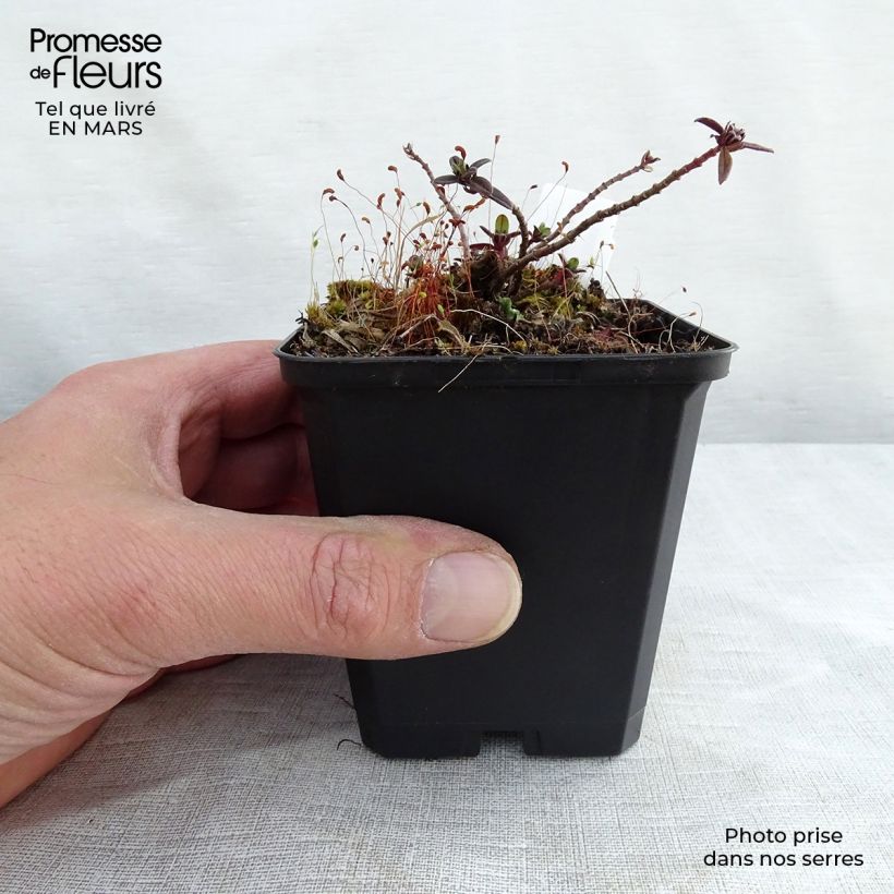 Exemplar von Sonnenröschen Elfenbeinglanz - Helianthemum Kleine Töpfe von 8/9 cm wie im Frühjahr geliefert