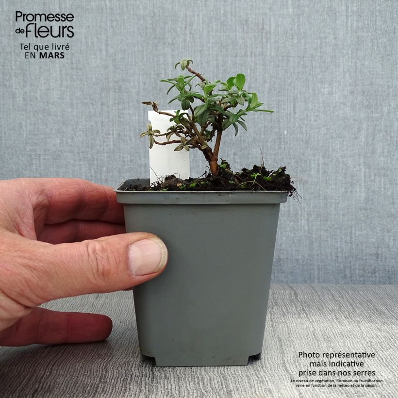 Example of Sonnenröschen Fire Dragon - Helianthemum Kleine Töpfe von 8/9 cm as you get in printemps