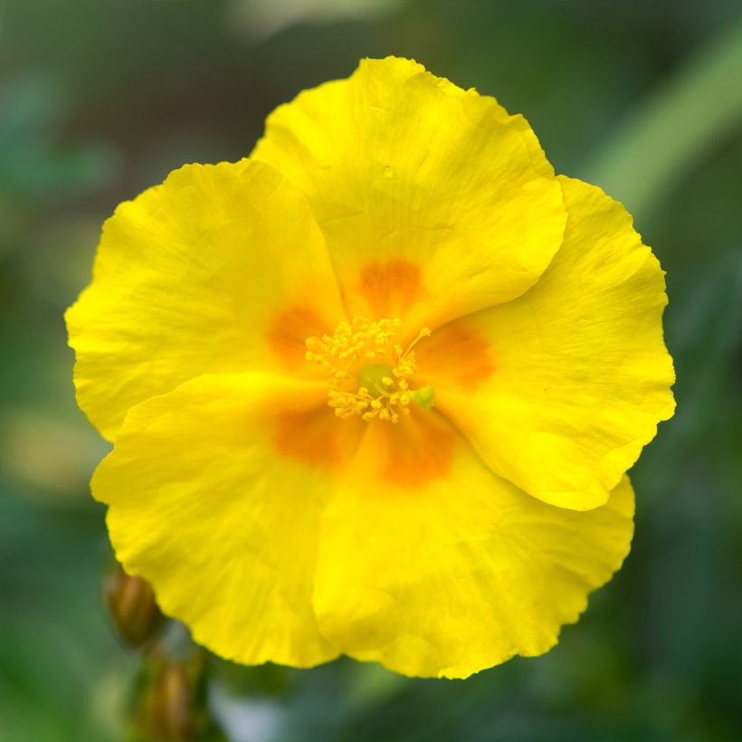 Sonnenröschen Golden Queen - Helianthemum (Flowering)