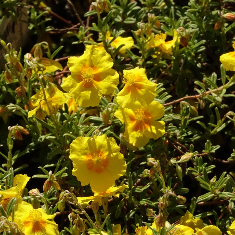 Sonnenröschen Golden Queen - Helianthemum (Blüte)
