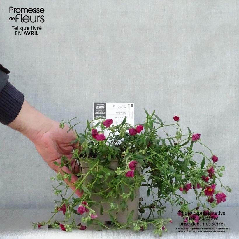 Example of Sonnenröschen Hartswood Ruby - Helianthemum Topf mit 2L/3L as you get in printemps
