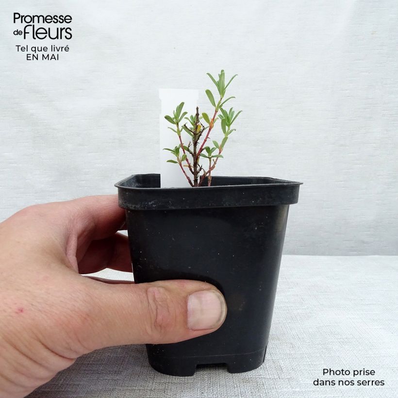 Example of Sonnenröschen Hartswood Ruby - Helianthemum Kleine Töpfe von 7/8 cm as you get in printemps