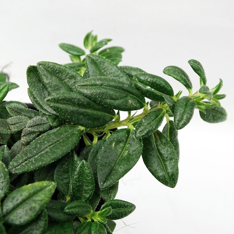 Sonnenröschen Orange Double - Helianthemum (Foliage)