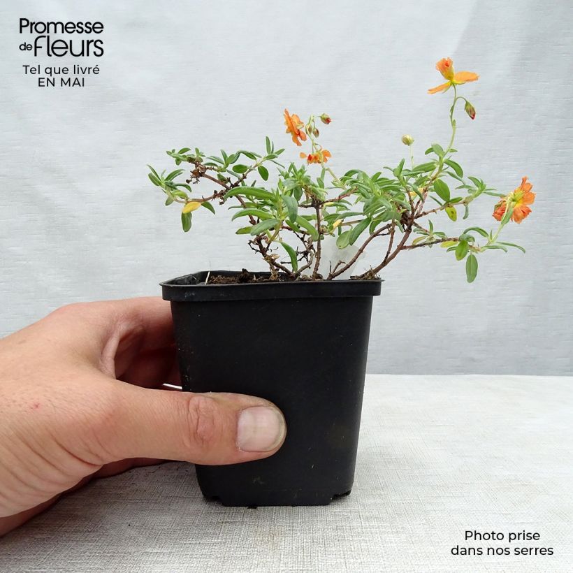Example of Sonnenröschen Orange Double - Helianthemum Kleine Töpfe von 8/9 cm as you get in printemps