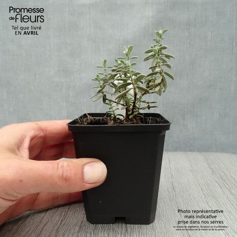 Example of Sonnenröschen Rhodanthe Carneum - Helianthemum Kleine Töpfe von 8/9 cm as you get in printemps