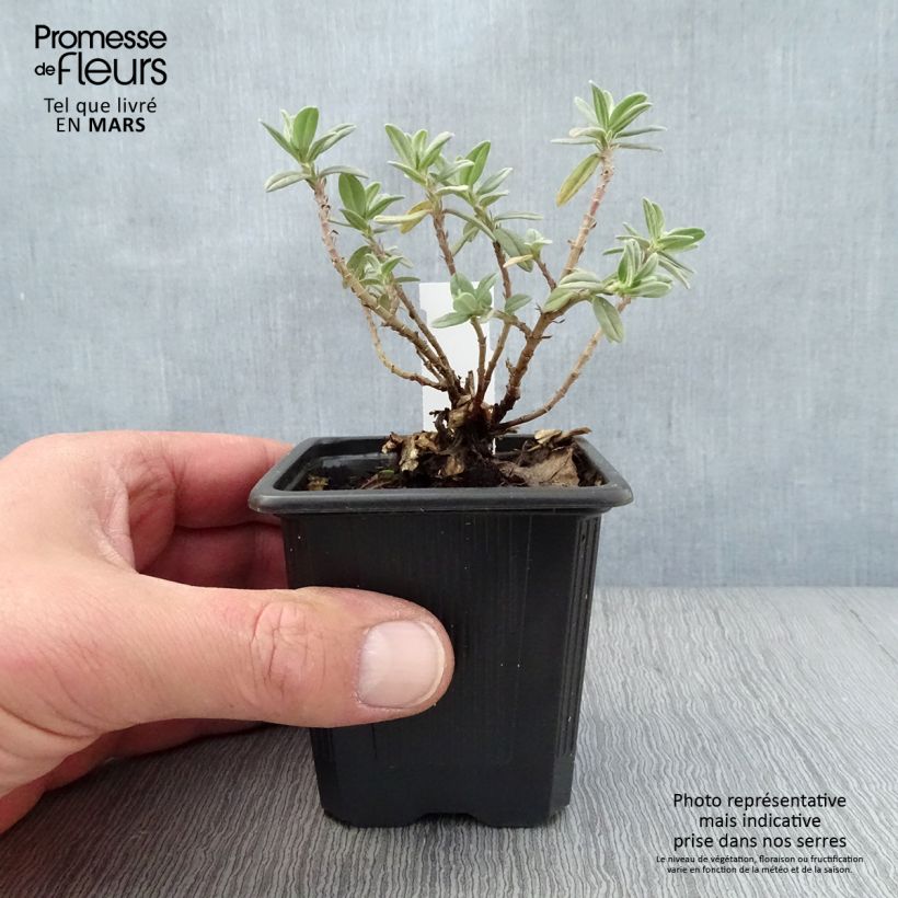 Example of Sonnenröschen Tomato Red - Helianthemum Kleine Töpfe von 8/9 cm as you get in printemps