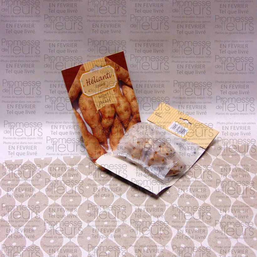 Example of Kropfige Sonnenblume - Helianthus strumosus Stück as you get