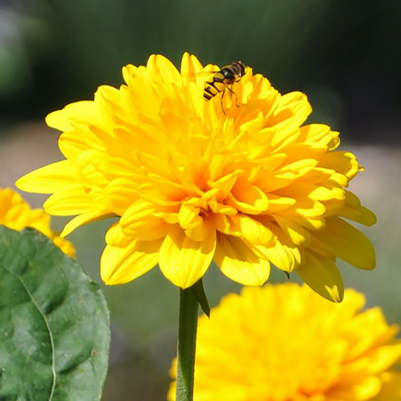 Helianthus Sunshine Daydream - Stauden-Sonnenblume (Blüte)