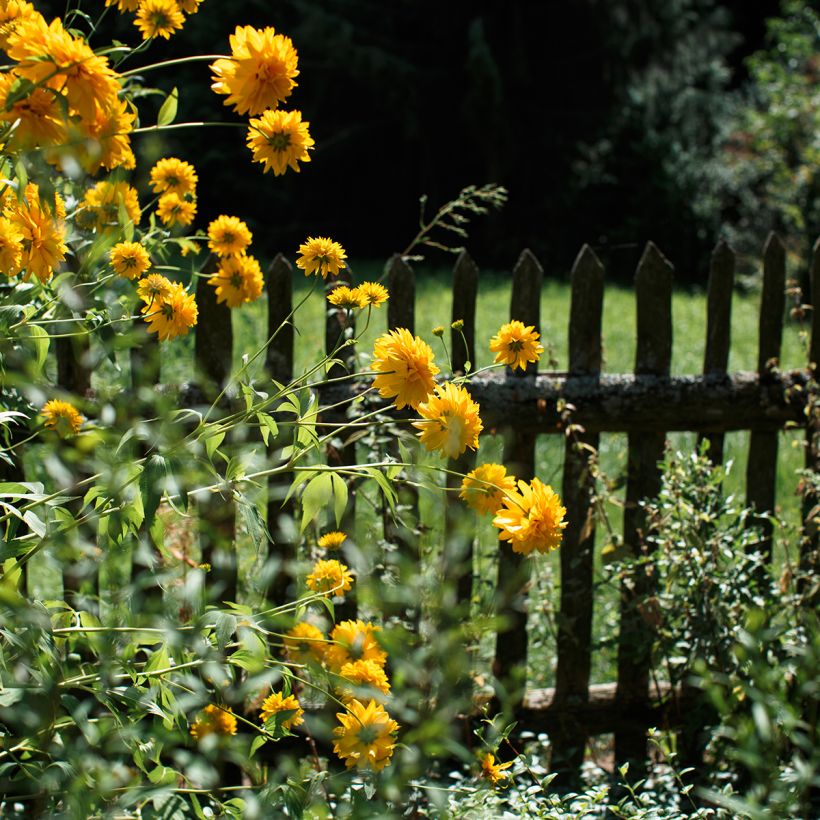 Helianthus Sunshine Daydream - Stauden-Sonnenblume (Wuchs)