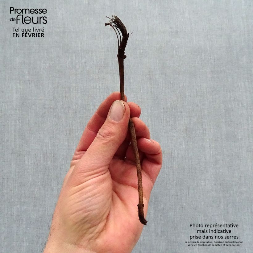 Exemplar von Helianthus Sunshine Daydream - Stauden-Sonnenblume Wurzelnackt wie im Winter geliefert