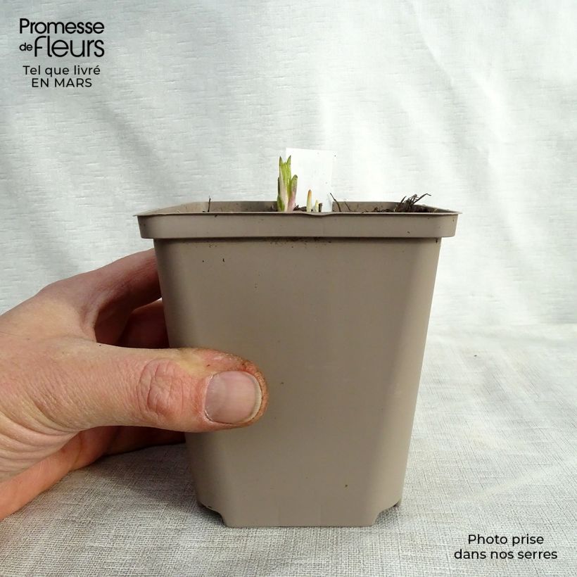 Exemplar von Helianthus atrorubens Monarch - Stauden-Sonnenblume Kleine Töpfe von 8/9 cm wie im Frühjahr geliefert