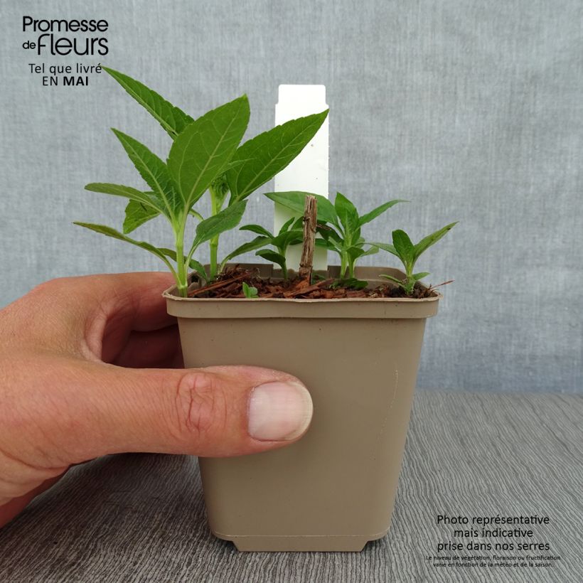 Exemplar von Helianthus decapetalus Plenus - Zehnstrahlige Sonnenblume Kleine Töpfe von 8/9 cm wie im Frühjahr geliefert