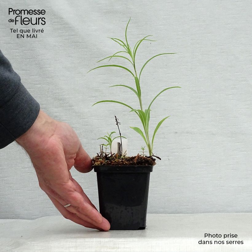 Example of Helianthus salicifolius - Weidenblättrige Sonnenblume Kleine Töpfe von 8/9 cm as you get in printemps