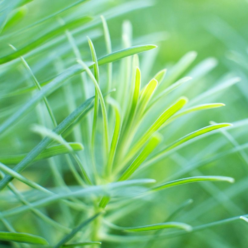 Helianthus salicifolius - Weidenblättrige Sonnenblume (Foliage)