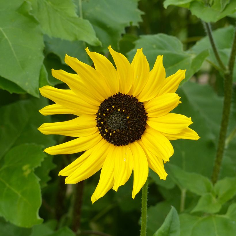 Sonnenblume Stella (Samen) - Helianthus debilis subsp. cucumerifolius (Blüte)